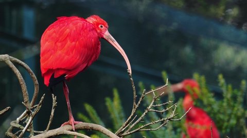 Scarlet ibis standing on the branch, Eudocimus ruber