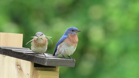 Male & Female Eastern Bluebird on top of birdhouse.