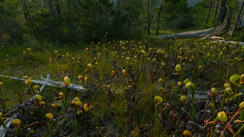 Time lapse tracking shot of Darlingtonia Californica, native wild carnivorous plant in Oregon 