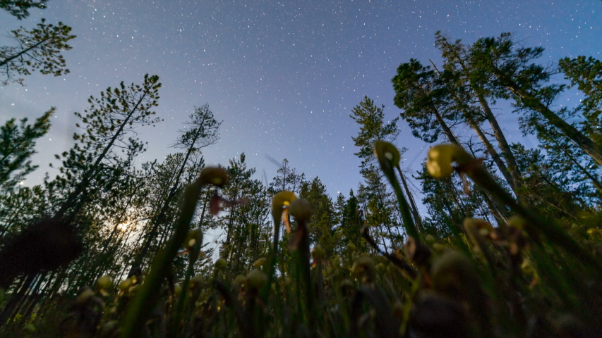 Time lapse of Milky Way galaxy over Darlingtonia Californica, native wild carnivorous plant in Oregon