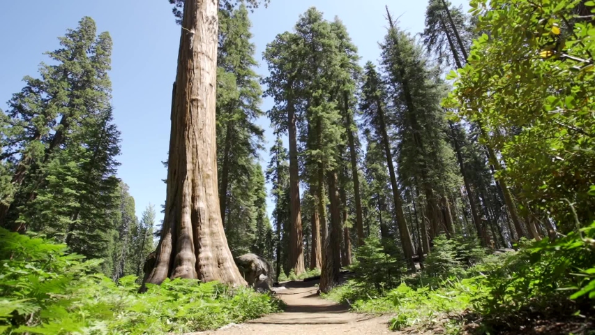 A young man walking the trail in Sequoia National Park, California. United States