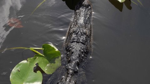Alligator swimming in Florida Everglades National Park. Alligator Swimming floating in the Calm, Dark Water With Plants of the Everglades in Florida, United States