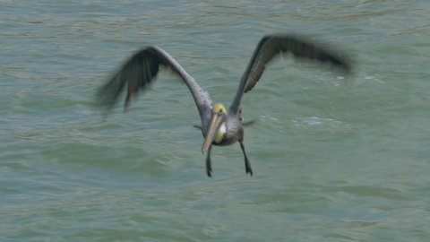 Pelican taking off from water towards the camera. Slow motion shot of brown Pelican taking flight from sea. Brown Pelican flying directly towards the camera is at takes off from a sea, Slow motion