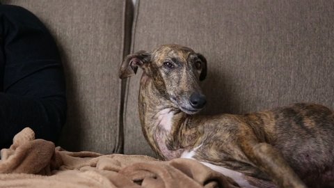 Spanish Greyhound Galgo lying on a couch near a blanket and a person and winks at the camera moving ears