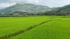 Young green rice. Farmland. agriculture in Asia. A large green field, mountain in the background