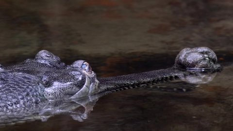 Indian Gharial Crocodiles - Heads above water - Predators in wait - Slow motion