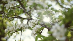 Soft beautiful sun light seen through delicate white and green spring foliage of garden. Sunny natural floral video background.