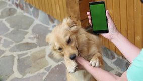 Closeup view video footage of cute yellow playful dog and female hand holding black smartphone with empty green screen. Happy cheerful young dog asking to play with it.