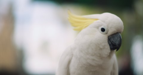 Close up of Sulphur-crested cockatoo, shallow depth of field. BMPCC 4K
