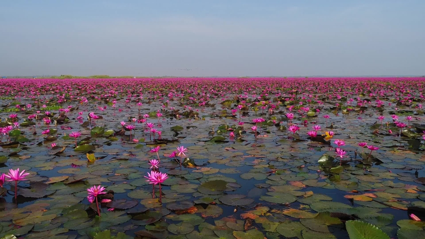 Tourists flock to Thailand’s Red Lotus Lake Royalty-Free Stock Footage #1052137894