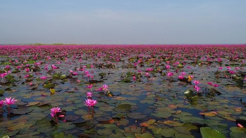 Tourists flock to Thailand’s Red Lotus Lake