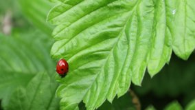 Ladybug, macro video shooting. Creeps on a green leaf, fresh greens. The insect is orange in black dot. Wildlife Flora and Fauna