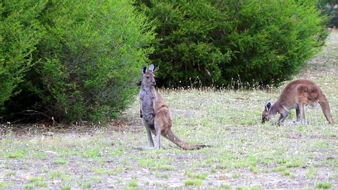 Two wild Western Grey Kangaroos grazing and looking around with ears turning in all directions