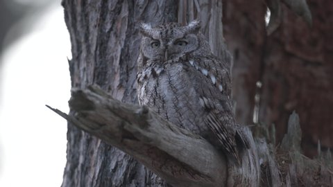 Eastern screech owl perching on tree branch stretching at dusk, Ottawa