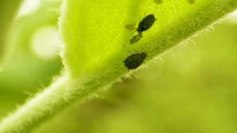 Crop Pest Control. Aphids Eat a Young Green Apple Leaf. Crop Protection in Orchards