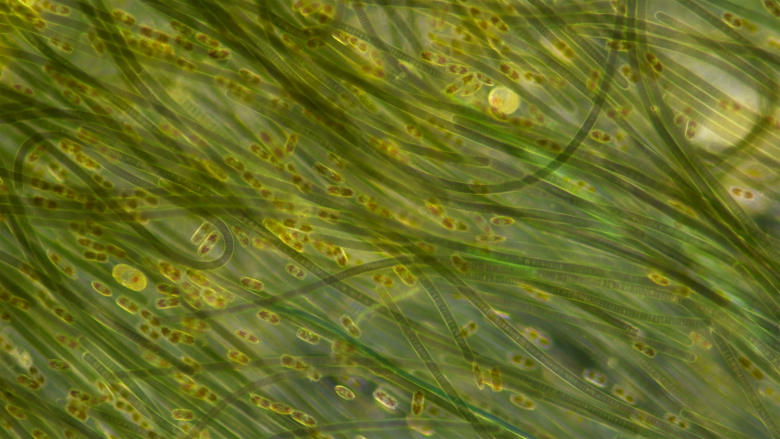 Green algae of the cyanobacteria Oscillatoria under the microscope, the family Oscillatoriaceae, the threads in the colonies can slide and move to the light source for photosynthesis. It is believed Royalty-Free Stock Footage #1052156887