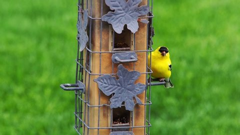 American Goldfinch eating from a backyard bird feeder