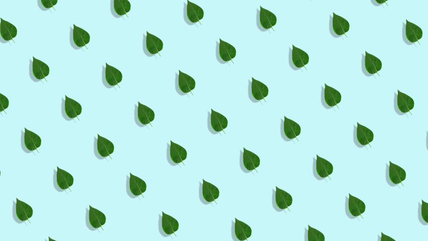 Leaves animated pattern, dynamic and bright. Made of photos. Abstract Spring or Summer 4K animation template. Light blue background. Also fit vertical