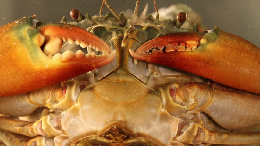 A Close up shot of Scylla serrata. Also known as mud crab or mangrove crab
