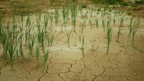 Drought cracked pond wetland, swamp very drying up the soil crust earth climate change, environmental disaster and earth cracks very, death for plants and animals, soil dry degradation