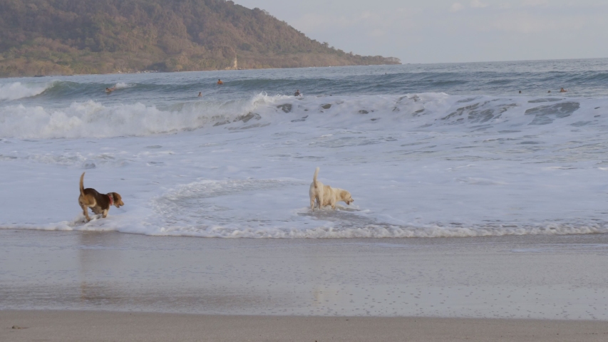 Two dogs playing on tropical beach at sunset, waves crashing on sand. Surfers on the background at Santa Teresa beach Costa Rica 