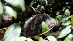 Cute raccoon looking for food in tropical rainforest in Costa Rica, Caribbean coast. 4K video