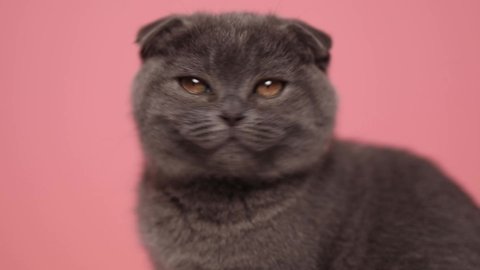 cute young Scottish Fold cat is raising and shaking her head, licking hear chest and sitting on pink background