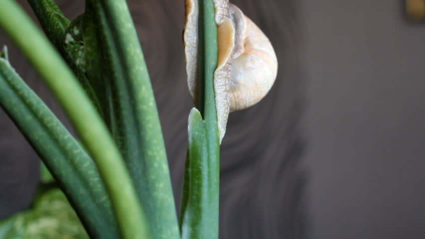 snail crawling up the trunk of the green