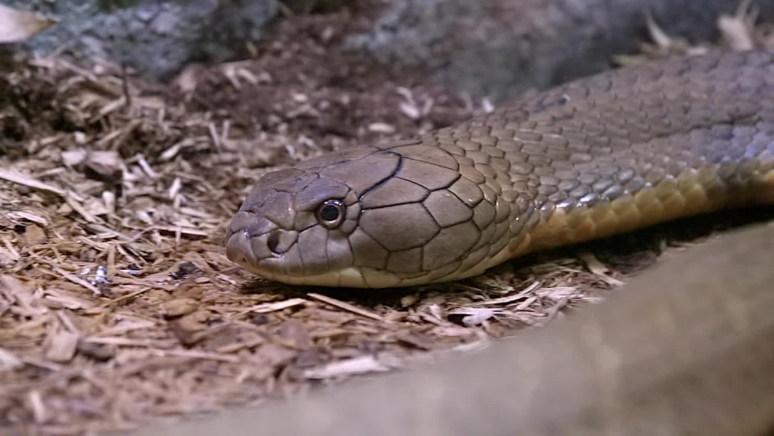 King Cobra (Ophiophagus hannah) sliding on the ground, pan shot