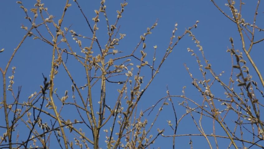 Spring Willow in Bloom image - Free stock photo - Public Domain photo ...