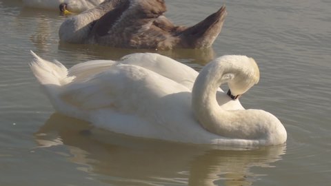 Swan floating on water relaxing and preening and clean its feathers