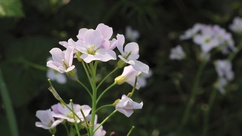 Dappled sunlight filters on to some delicate Lady's Smock flowers. Botanical name Cardamine pratensis. A large hover fly lands briefly for nectar. Scientific name Helophilus pendulus.