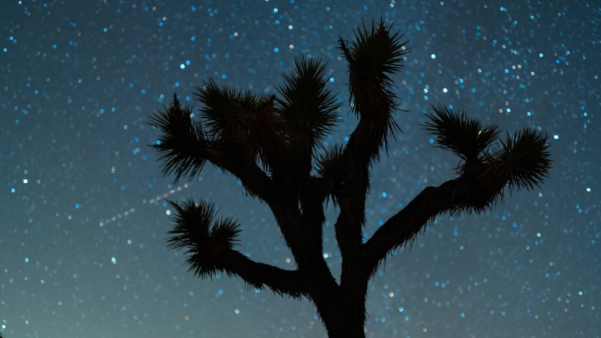 Star trails time lapse and Joshua Tree light painting, Mojave Desert