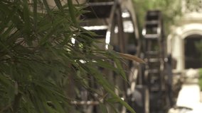 Old water mills turn by moving the water, in real time, change focus from green plants to mills. Real Time Video