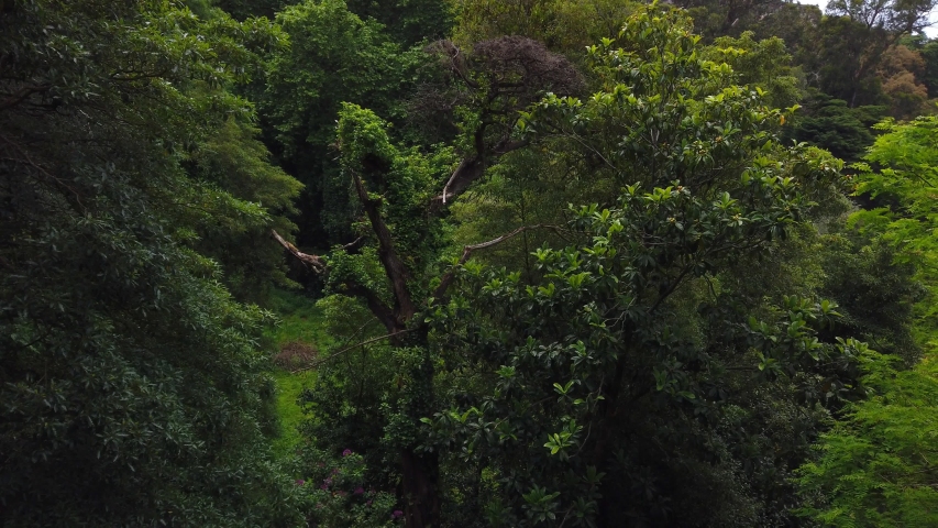 Vegetation in a green forest. Forest trees background, a Nature Video by nvphoto