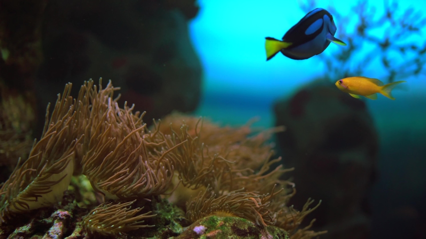 Labidochromis caeruleus «yellow», a small yellow fish swims next to anemones on a blue background, underwater shooting | Shutterstock HD Video #1052195098