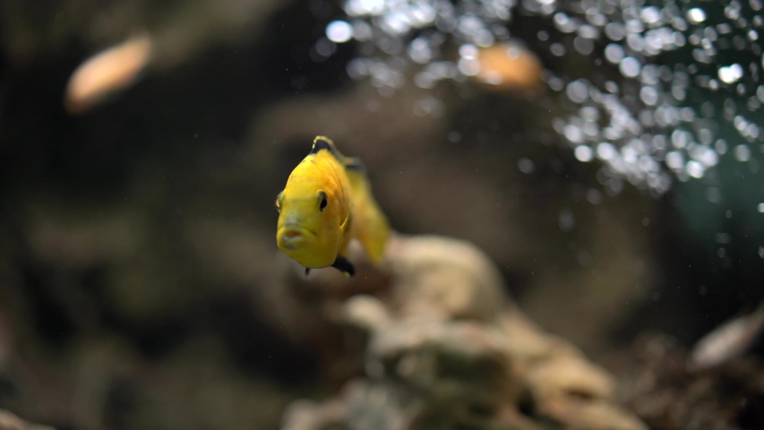 Labidochromis caeruleus «yellow»,a small yellow fish is under water and does not move, the background is blurred, close-up | Shutterstock HD Video #1052195101