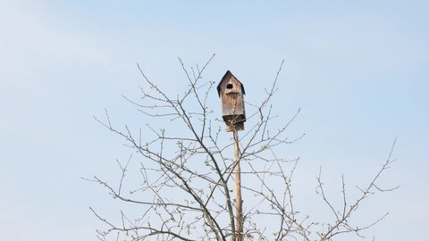 Birdhouse on a tree against the blue sky.
