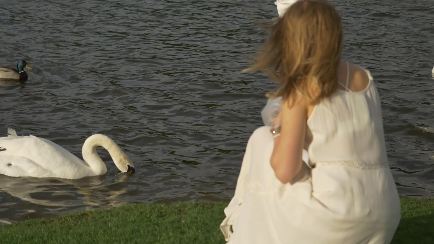 Beautiful girl in a white dress feeds bread swans in a pond. Strong wind develops hair