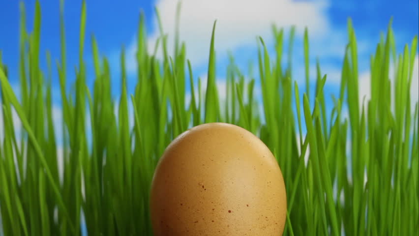 egg in green grass