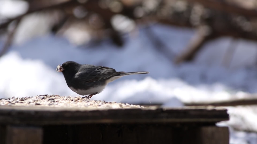 Dark-eyed Junco migrating in spring