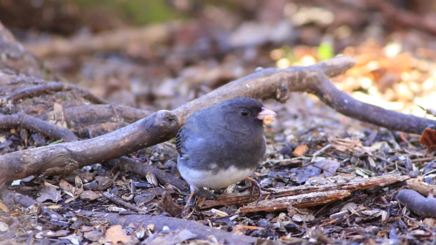 Dark-eyed Junco migrating in spring