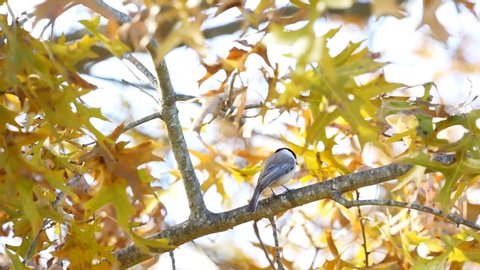 One black-capped chickadee bird closeup perched on tree branch in Virginia with wind on autumn foliage leaves oak tree