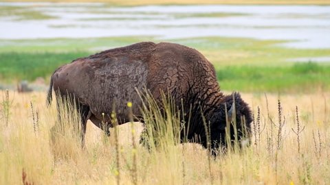 One single male bison side view grazing on grass eating on Antelope Island State Park near Great Salt Lake City in Utah, USA in slow motion