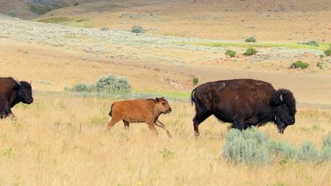 Herd of bison crossing walking running street road with calf on Antelope Island State Park near Great Salt Lake City in Utah, USA in slow motion