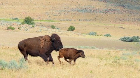 Female mother bison with her calf herd running in slow motion crossing the road on Antelope Island State Park near Great Salt Lake City in Utah, USA