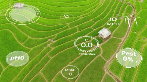 Smart digital agriculture technology by futuristic sensor data collection management by artificial intelligence to control quality of crop growth and harvest. Computer aided plantation grow concept.