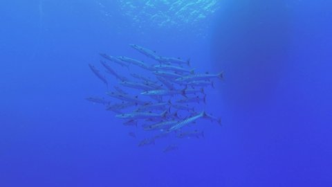 School of Barracudas swim in the blue water on diving boat background. Blackfin barracuda - Sphyraena jelio, Underwater shots