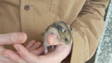hamster washes in the hands of a person. cute pet. Asian hamster runs.