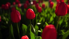 Fixed video of red tulips flowering in may. Green background. Flowers close up. Sunny day in spring time.